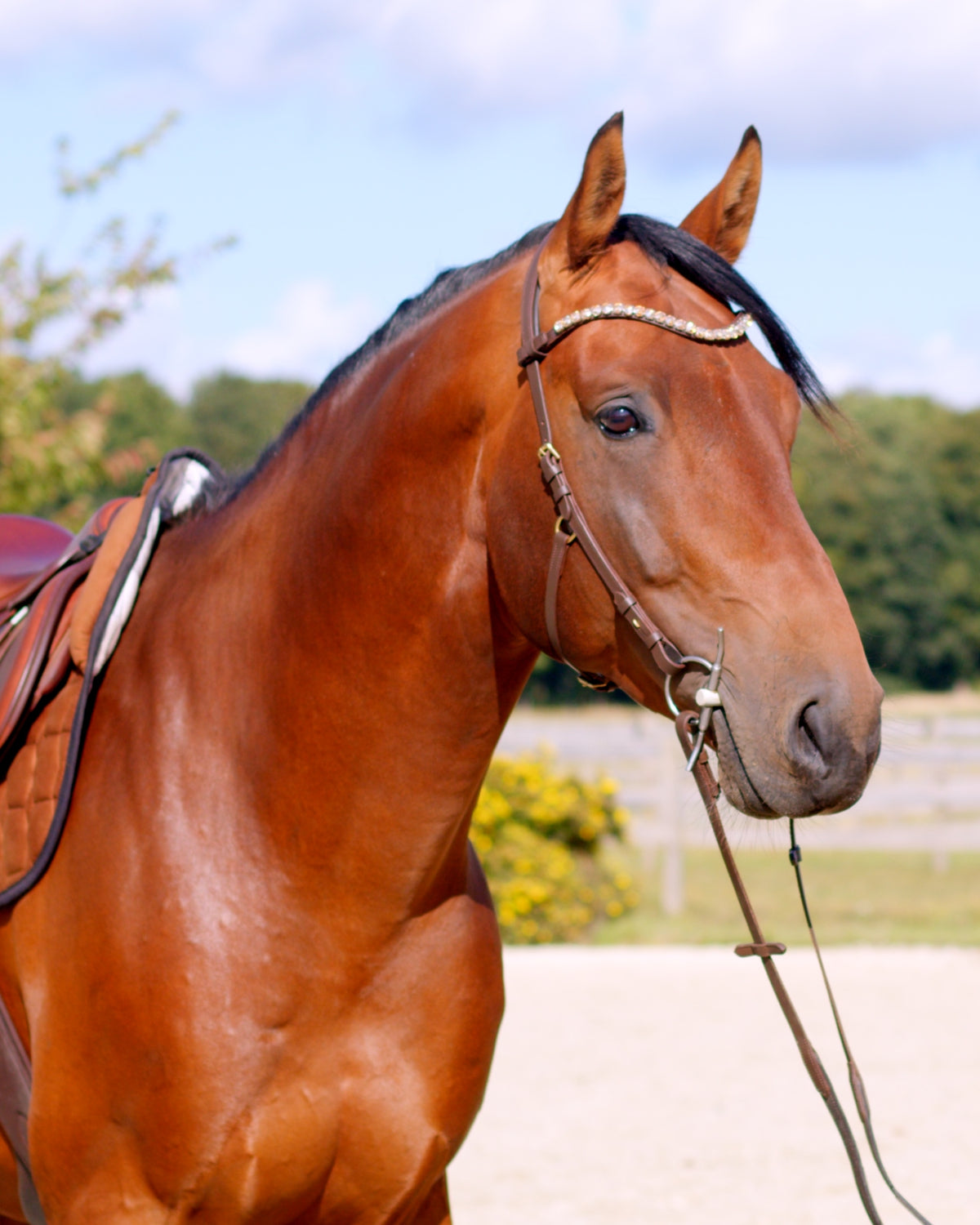 Zenith Freedom Bridle · Brown