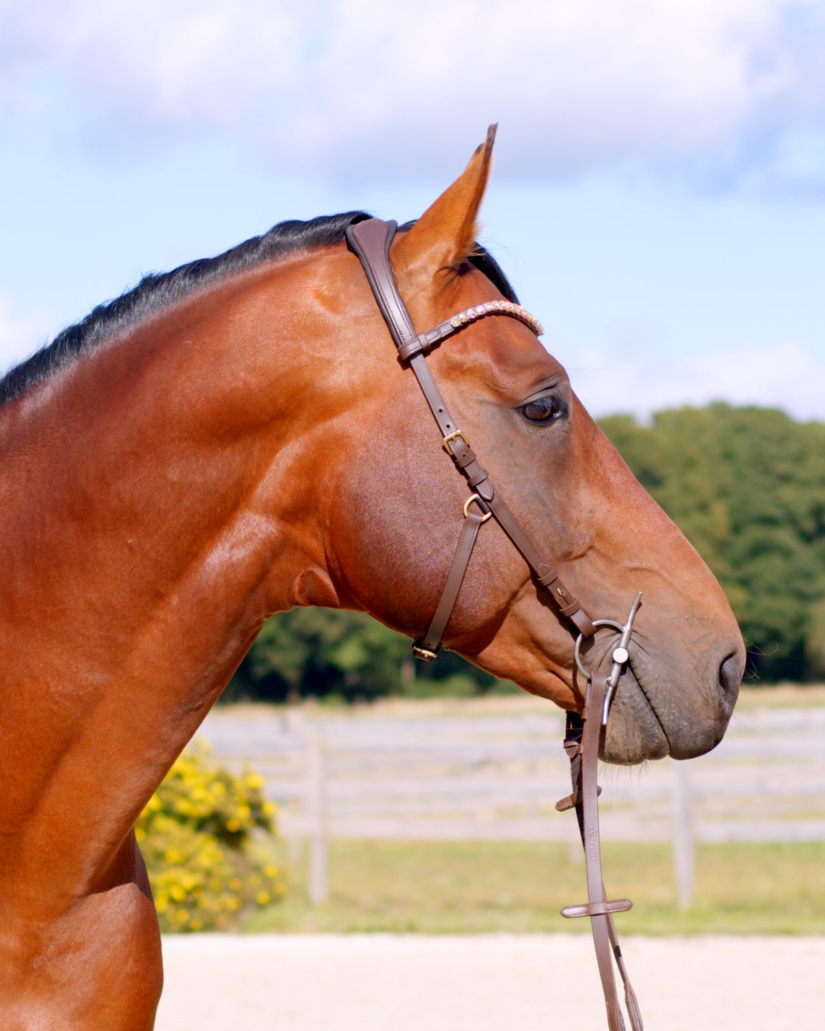 Zenith Freedom Bridle · Brown
