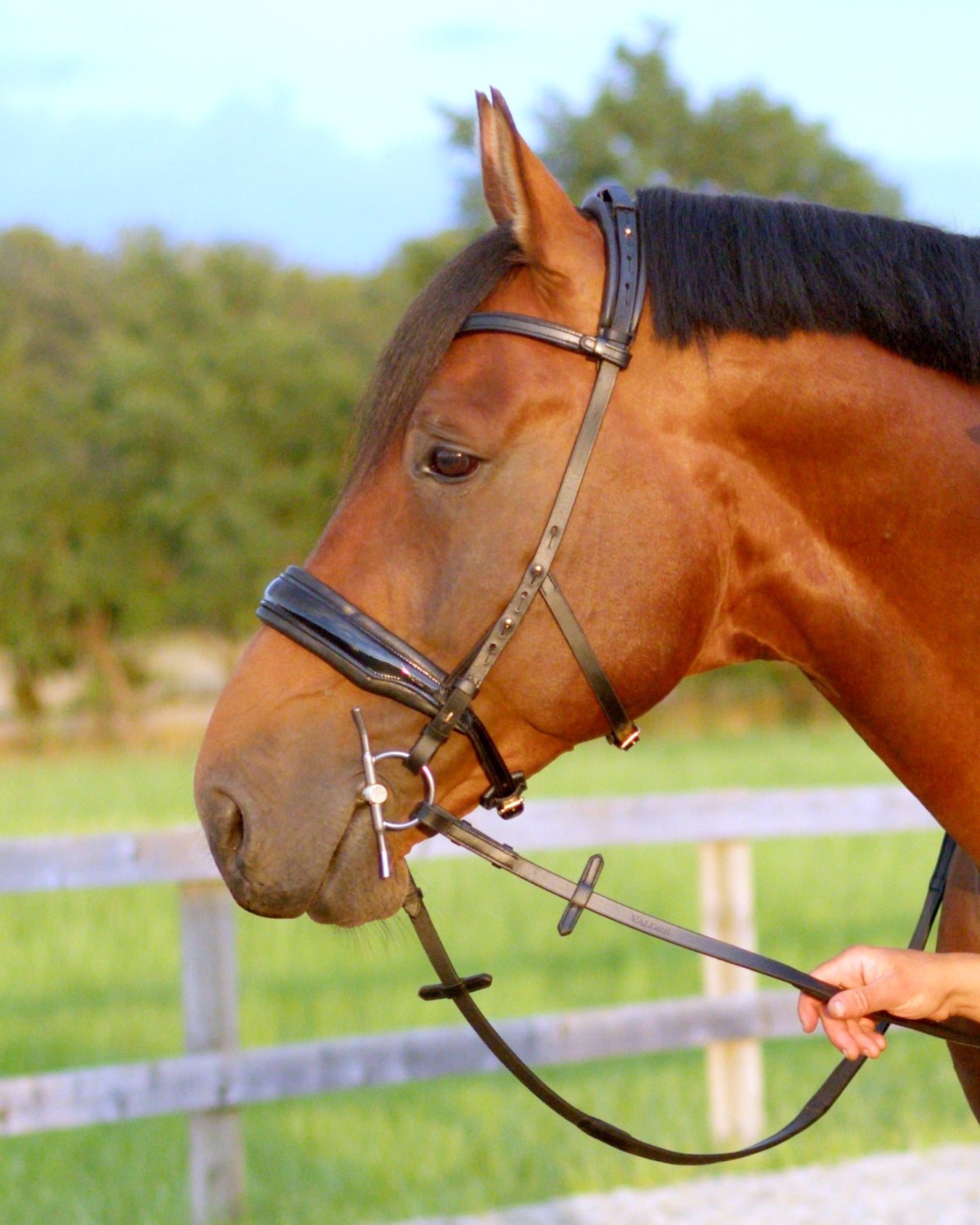 Eos Modular Bridle · Black · Brass hardware