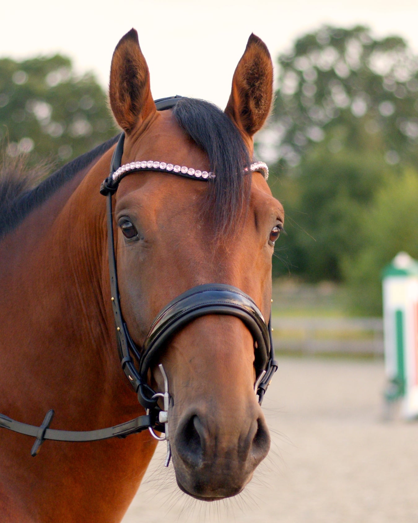Eos Modular Bridle · Black · Brass hardware
