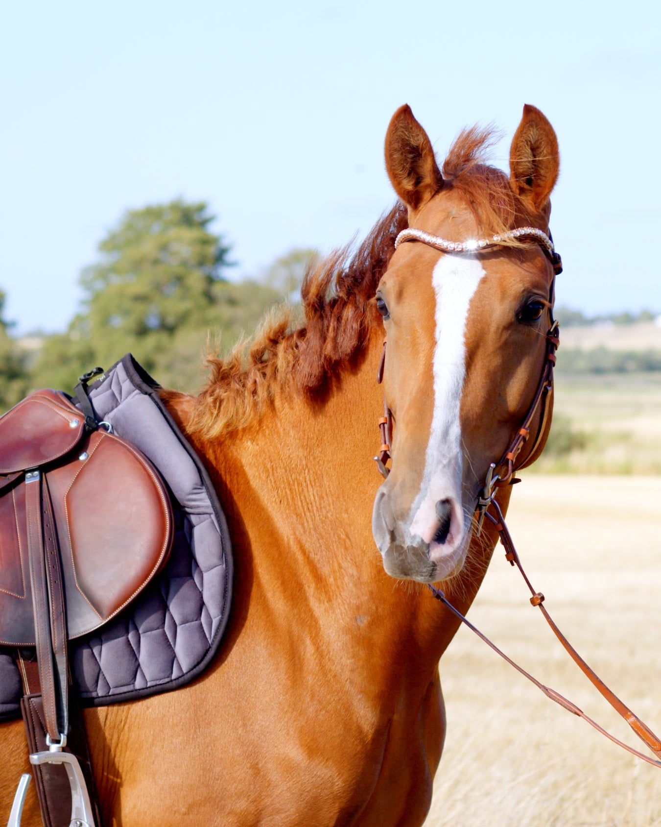 Zenith Freedom Bridle · Tan