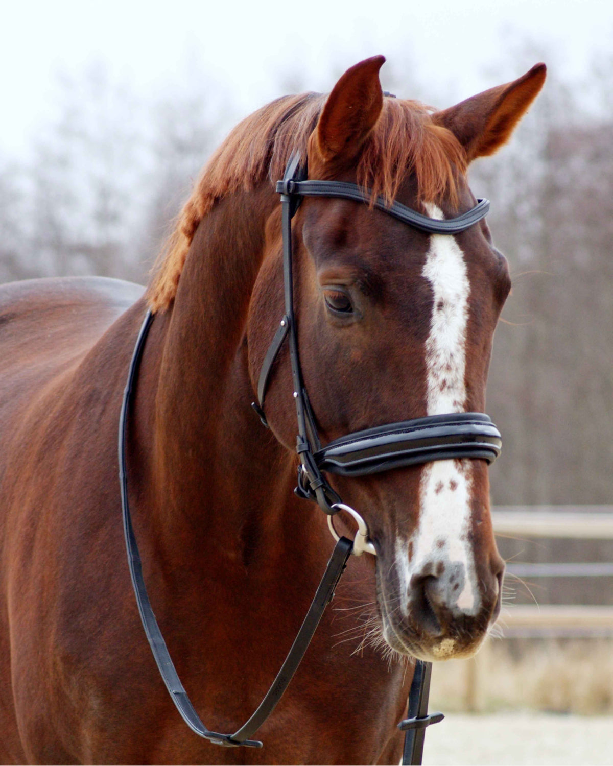 Nerva Equestrian EOS anatomical bridle