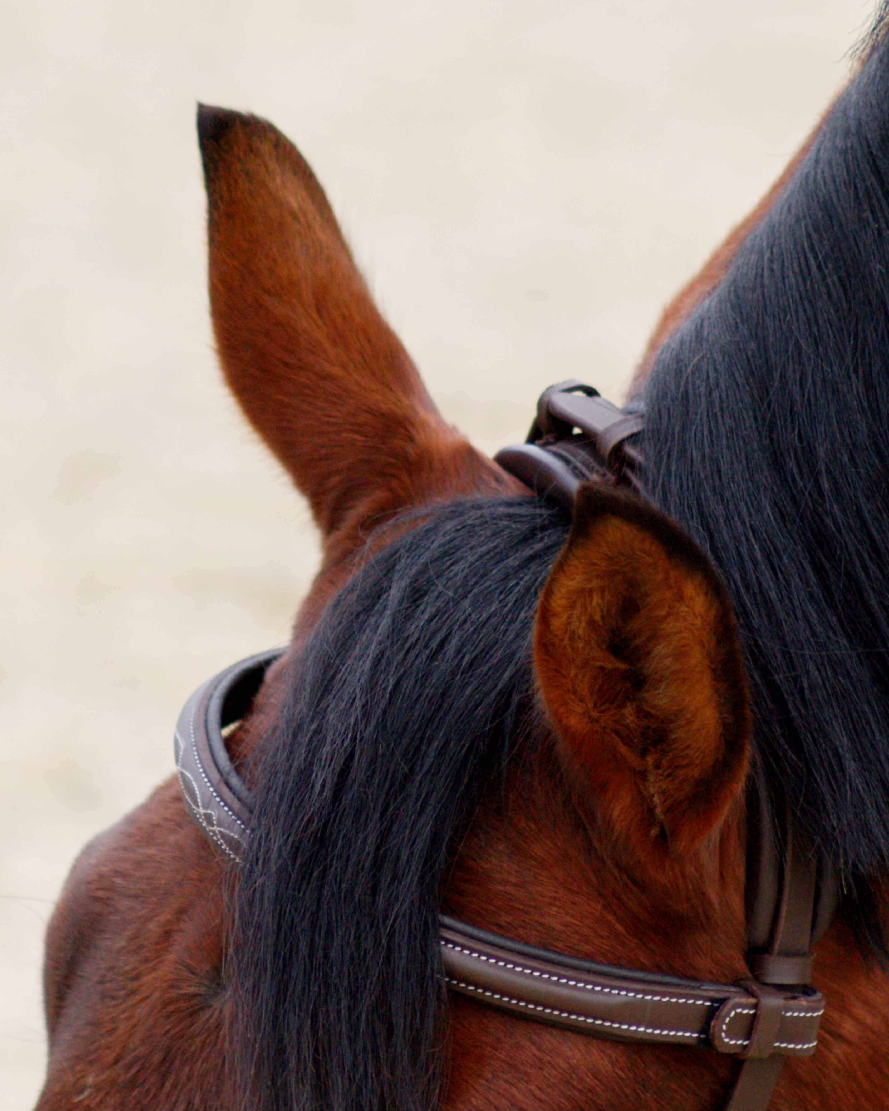 Eos Bridle · Brown  · Noseband with stitches · Silver hardware
