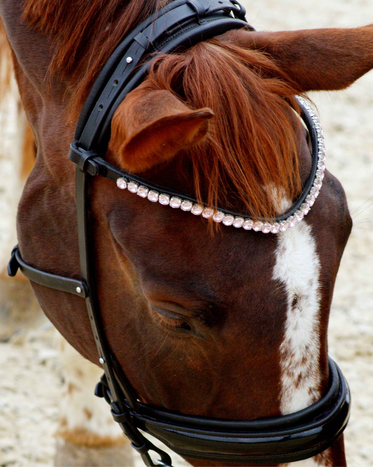 Eos Modular Bridle · Black