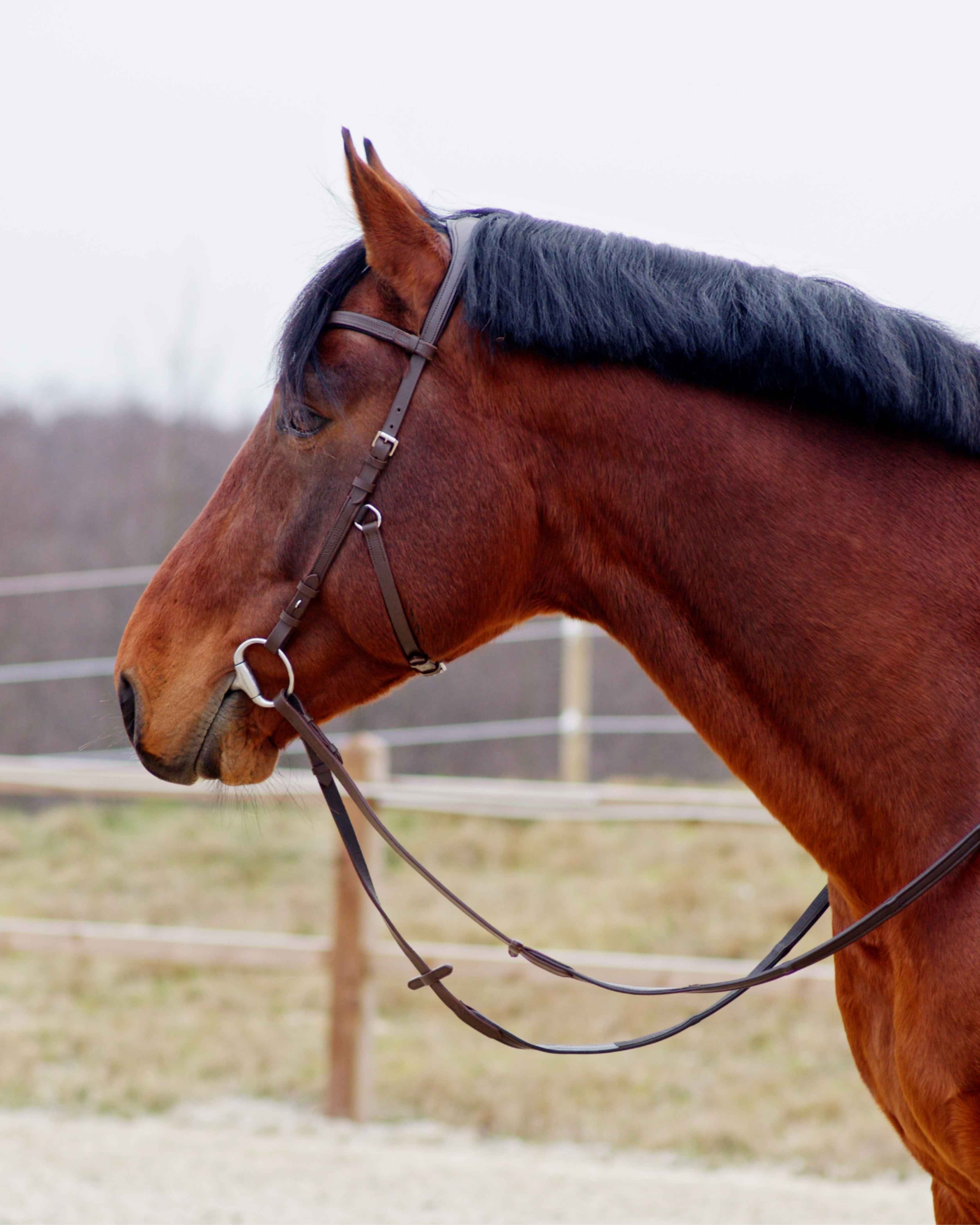 Zenith Freedom Bridle · Brown · Silver Hardware