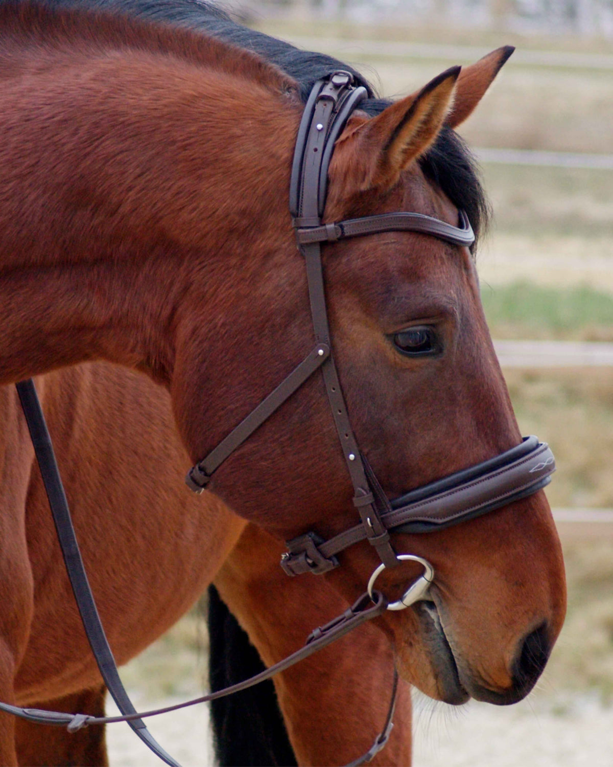 Eos Modular Bridle · Brown
