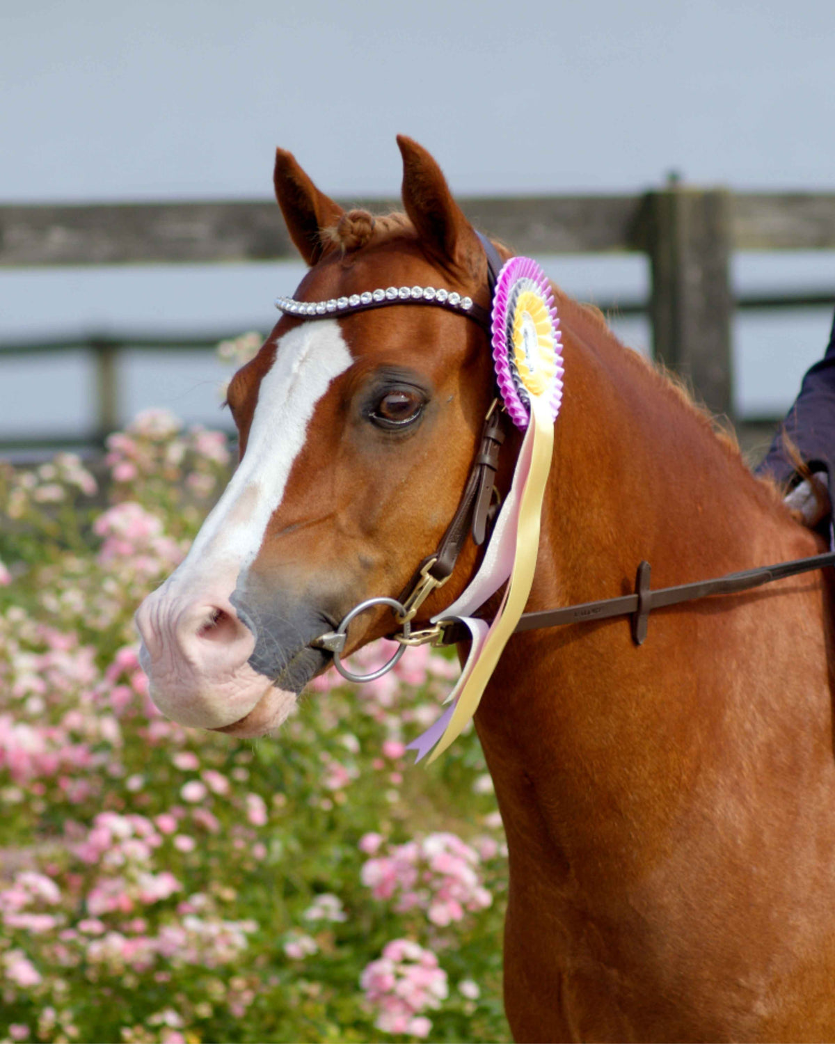 Pony Zenith Freedom Bridle · Brown